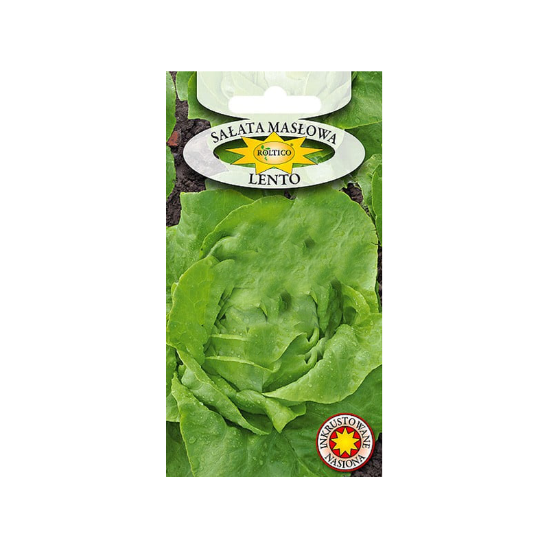 Sałata masłowa Lento 1g Roltico