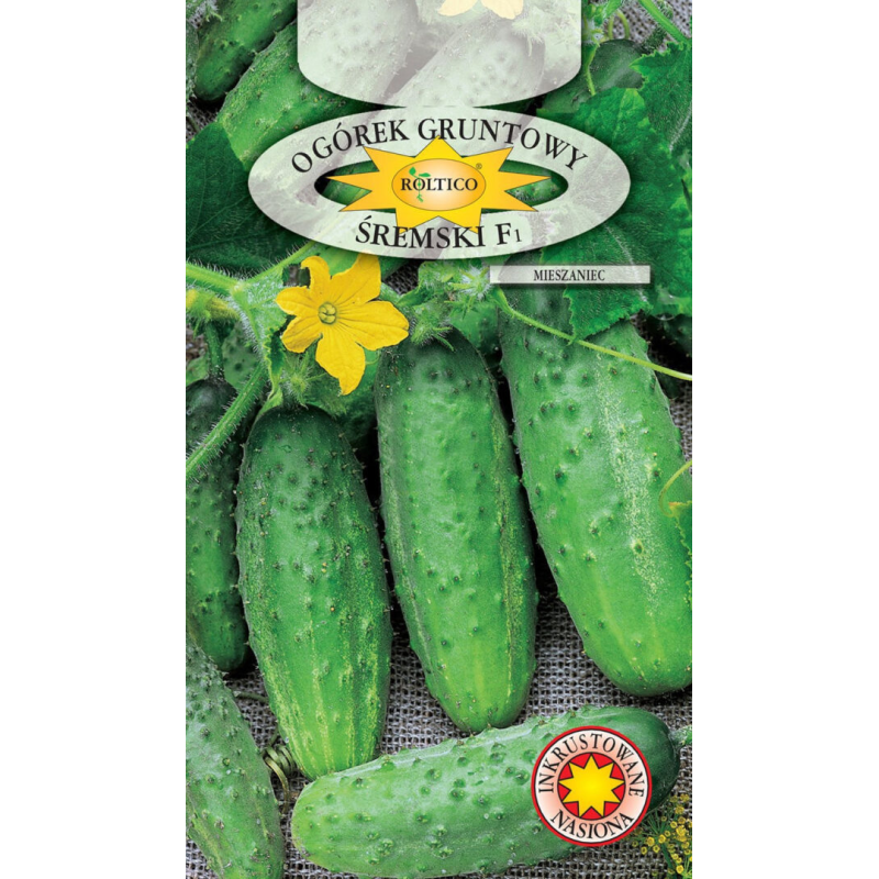 Ogórek gruntowy Śremski F1 6,5g Roltico