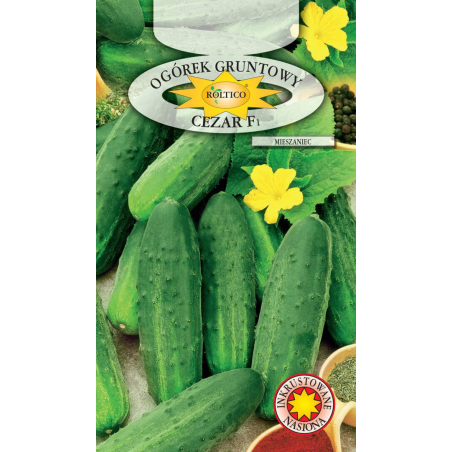 Ogórek gruntowy Cezar F1 5g Roltico