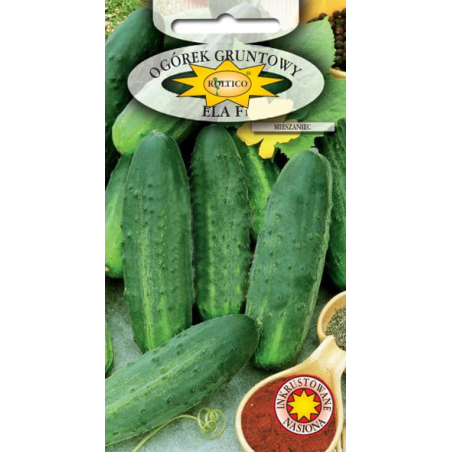 Ogórek gruntowy Ela F1 5g Roltico
