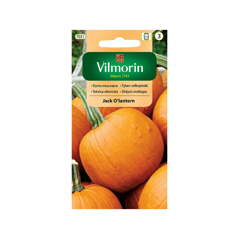 Dynia Zwyczajna Jack O'Lantern Halloween - 2g Vilmorin