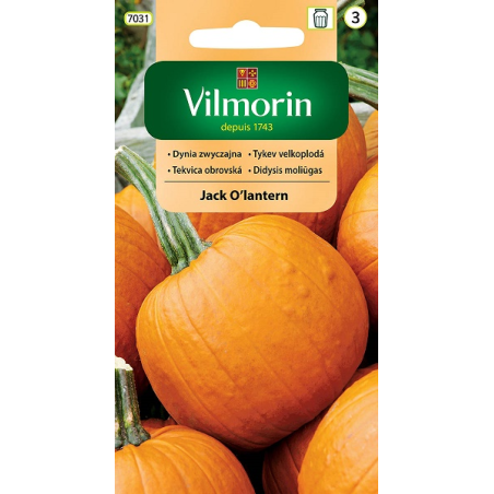 Dynia Zwyczajna Jack O'Lantern Halloween - 2g Vilmorin