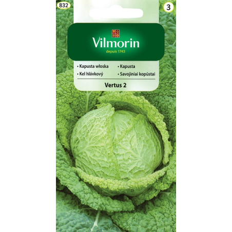 Kapusta włoska Vertus 2 2g Vilmorin