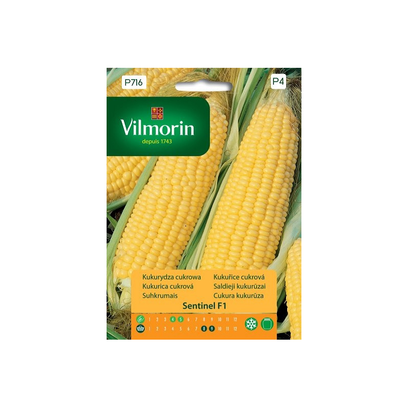 Kukurydza cukrowa Sentinel F1 2,5g Vilmorin