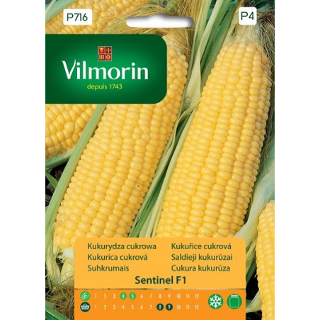 Kukurydza cukrowa Sentinel F1 2,5g Vilmorin
