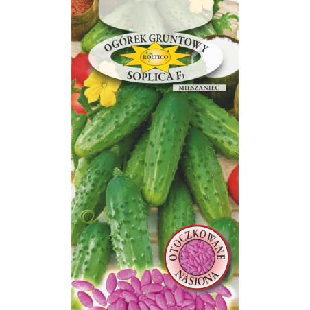 Ogórek gruntowy Soplica F1 50 nasion Roltico