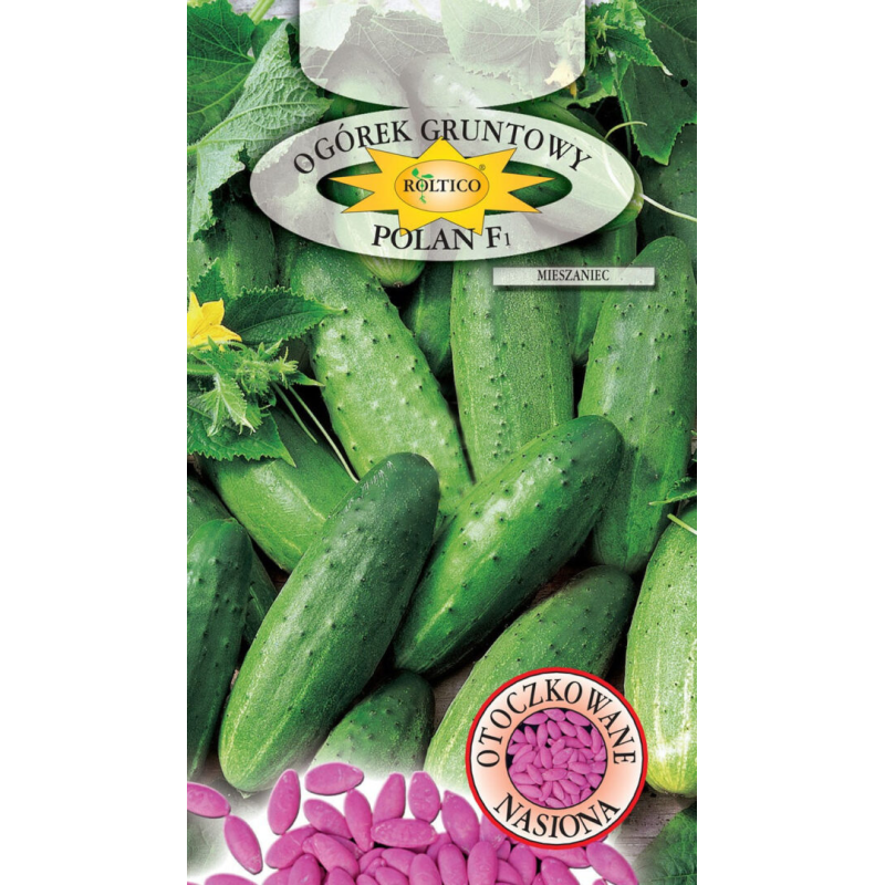 Ogórek gruntowy Polan F1 50 nasion Roltico