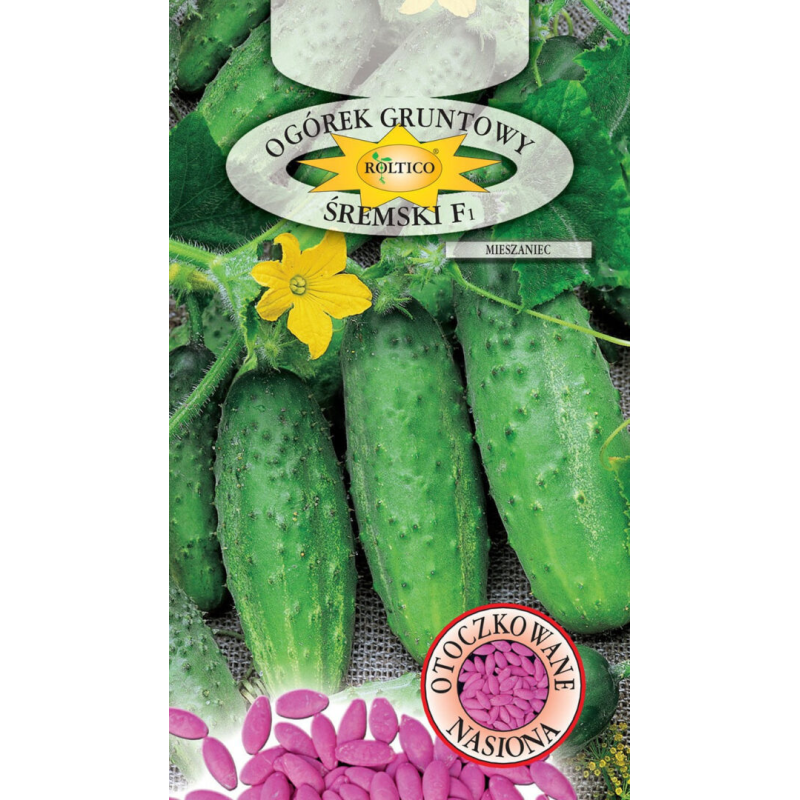 Ogórek gruntowy Śremski F1 50 nasion Roltico
