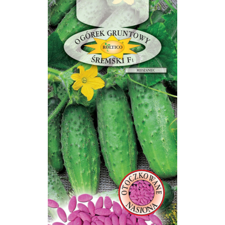 Ogórek gruntowy Śremski F1 50 nasion Roltico