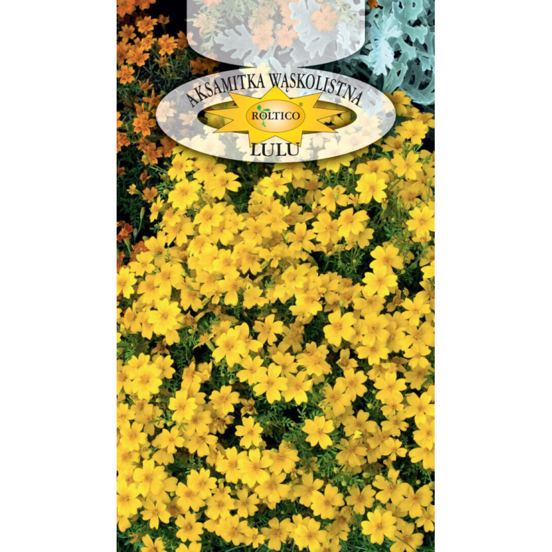 Aksamitka wąskolistna Lulu 0,3g Roltico
