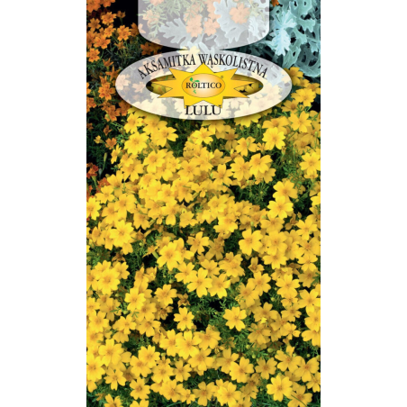Aksamitka wąskolistna Lulu 0,3g Roltico