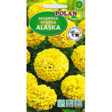 Aksamitka wysoka Alaska 2g Polan