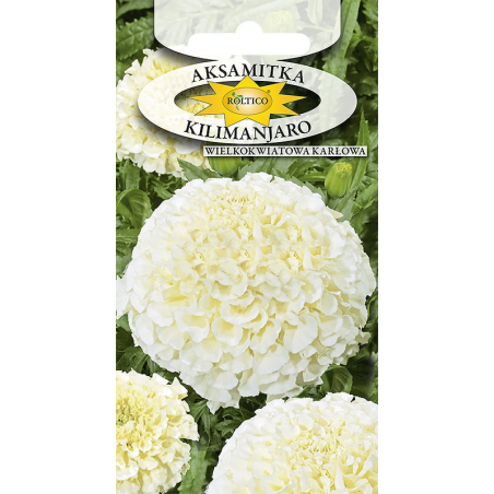 Aksamitka wielokwiatowa Kilimanjaro 0,3g Roltico