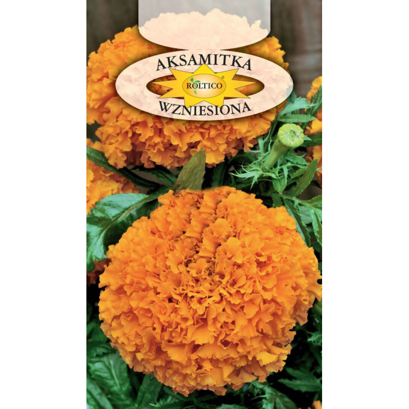 Aksamitka Wzniesiona 1g Roltico