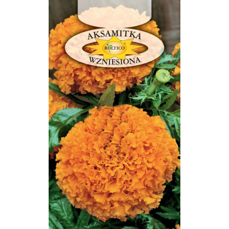 Aksamitka Wzniesiona 1g Roltico