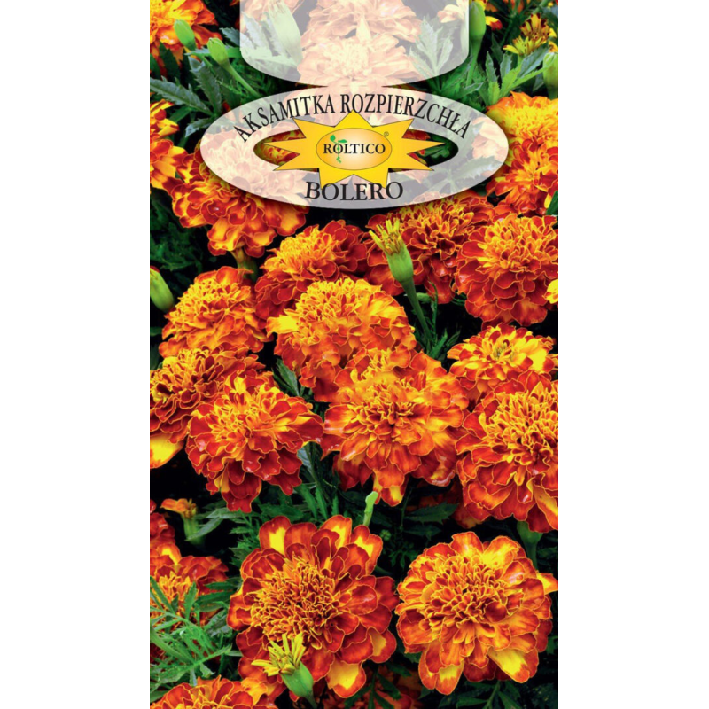 Aksamitka rozpierzchła Bolero 1g Roltico