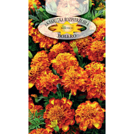 Aksamitka rozpierzchła Bolero 1g Roltico