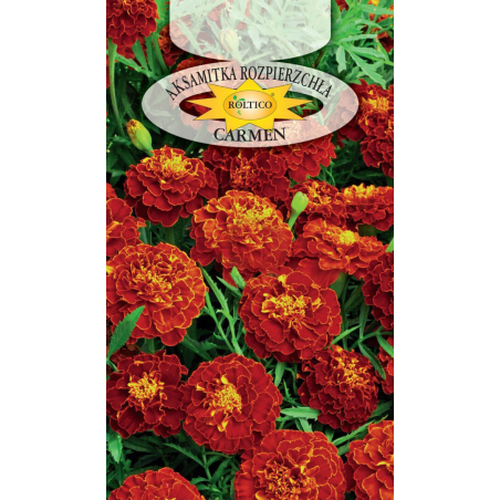 Aksamitka rozpierzchła Carmen 1g Roltico