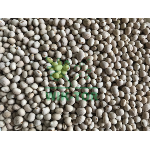 Łubin wąskolistny Tango 1Kg Plantator