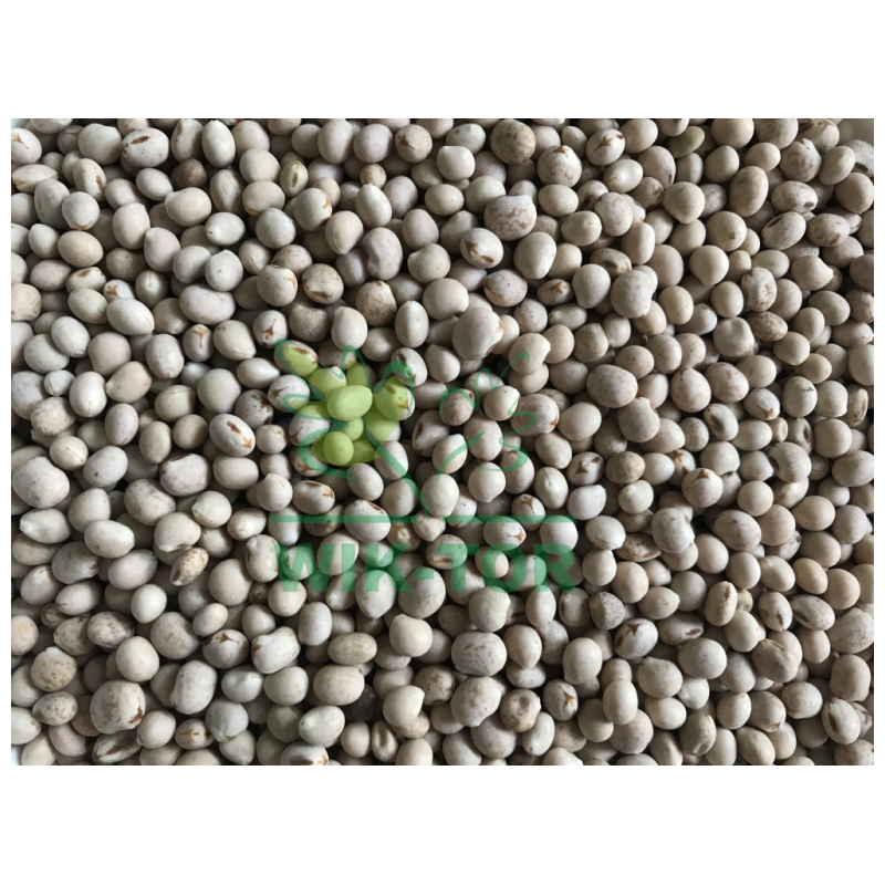 Łubin wąskolistny Tango 1Kg Plantator