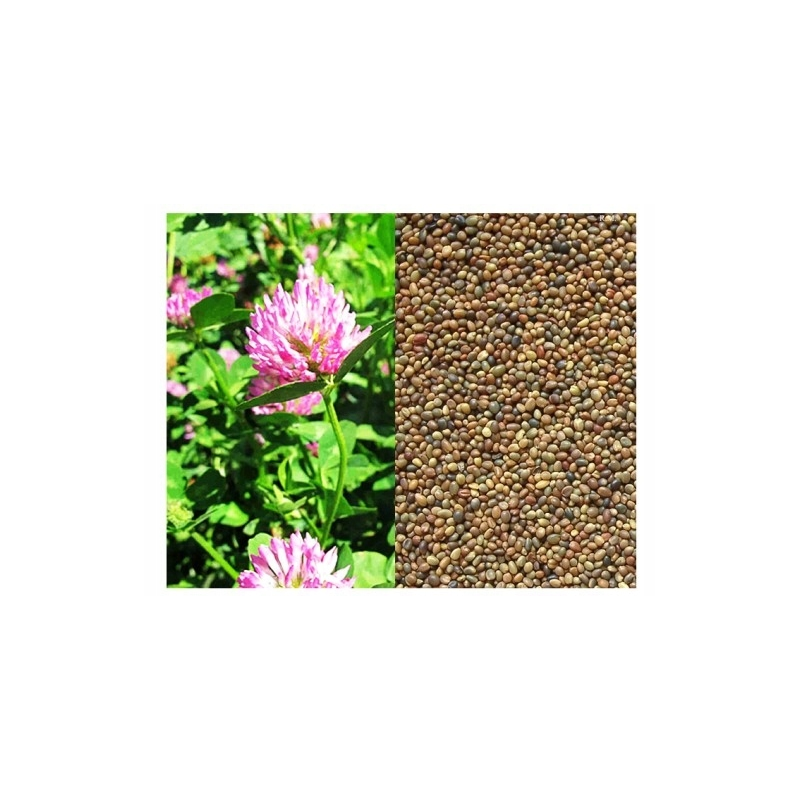 Koniczyna perska Vittoria 1Kg Plantator