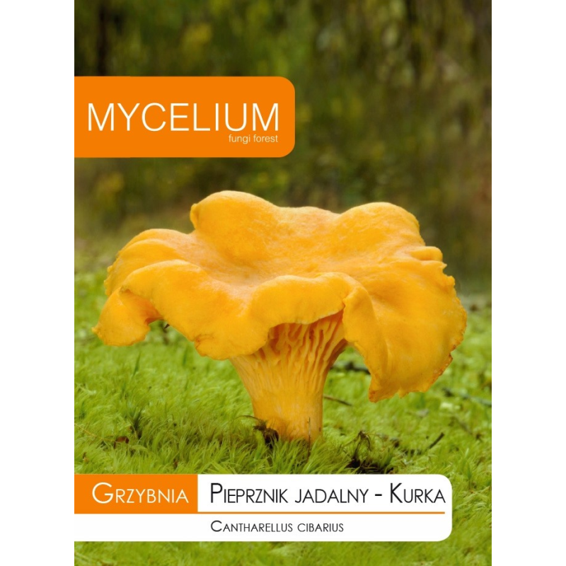 Grzybnia Pieprznik Jadalny Kurka 10g Mycelium