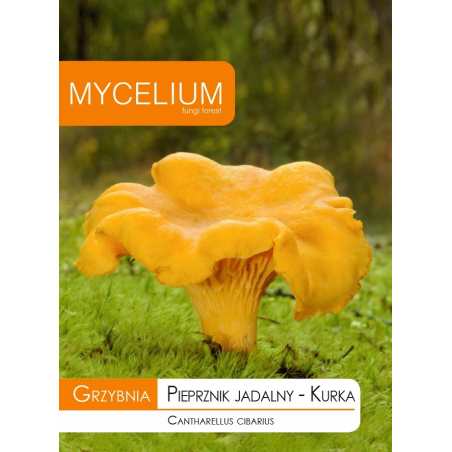 Grzybnia Pieprznik Jadalny Kurka 10g Mycelium