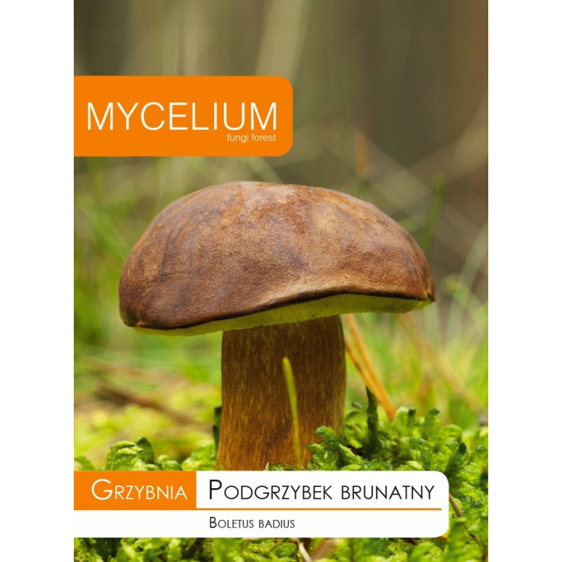 Grzybnia Podgrzybek Brunatny 10g Mycelium