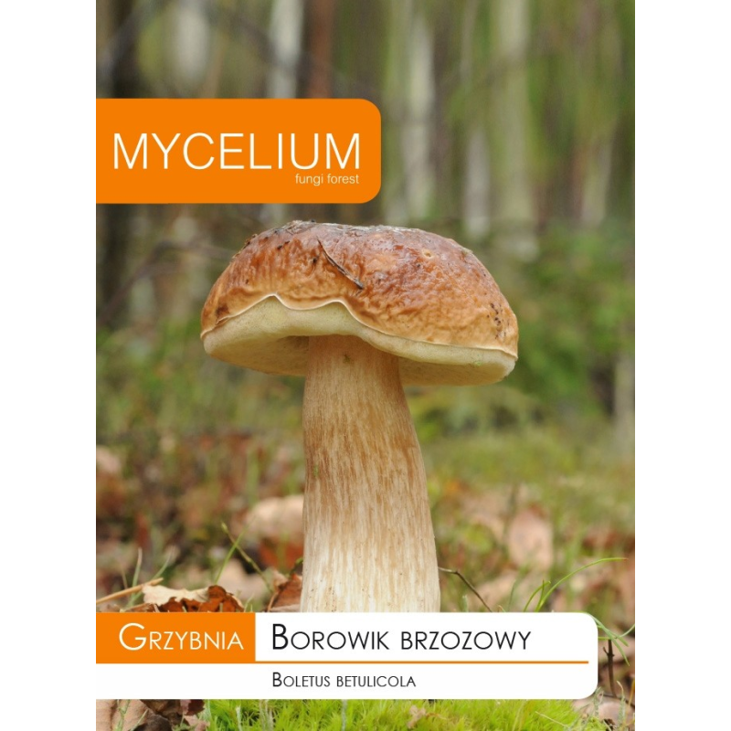 Grzybnia Borowik Brzozowy 10g Mycelium