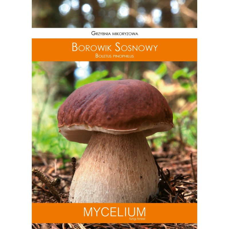 Grzybnia Mikoryzowa Borowik Sosnowy 60ml Mycelium