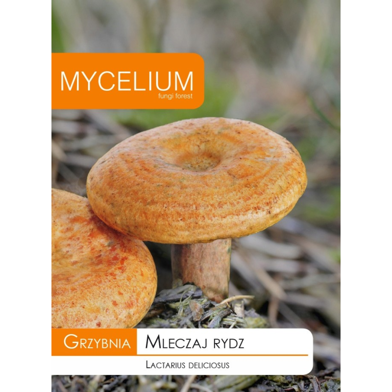 Grzybnia Mleczaj Rydz 10g Mycelium