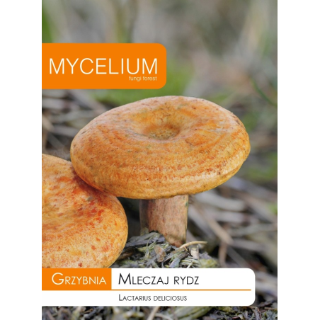 Grzybnia Mleczaj Rydz 10g Mycelium