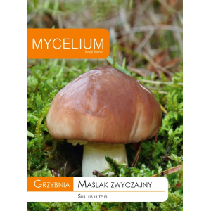 Grzybnia Maślak Zwyczajny 10g Mycelium