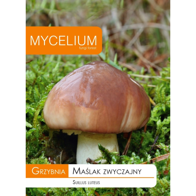 Grzybnia Maślak Zwyczajny 10g Mycelium