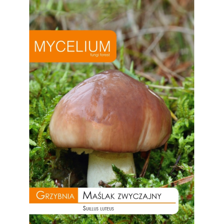 Grzybnia Maślak Zwyczajny 10g Mycelium
