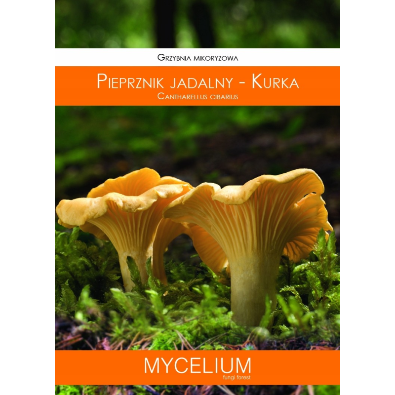 Grzybnia Mikoryzowa Pieprznik Jadalny Kurka 60ml Mycelium