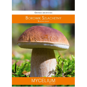 Grzybnia Mikoryzowa Borowik Szlachetny 60ml Mycelium