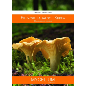 Grzybnia Mikoryzowa Pieprznik Jadalny Kurka 120ml Mycelium