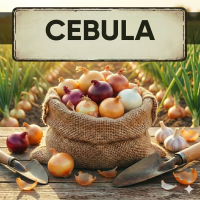 Nasiona Cebuli – Odmiany Żółte, Czerwone i Białe | Do Przechowywania