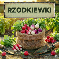 Nasiona Rzodkiewki - Najlepsze Odmiany Wczesne i Całoroczne | Sklep