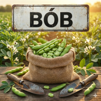 Nasiona Bobu - Najlepsze Odmiany Bardzo Wczesne i Plenne | Sklep