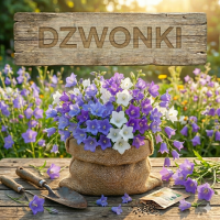 Nasiona Dzwonków - Odmiany Ogrodowe, Brzoskwiniolistne i Dwuletnie