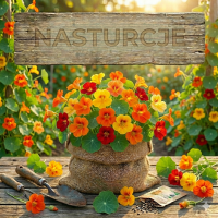 Nasiona Nasturcji - Odmiany Pnące, Karłowe i Jadalne | Sklep