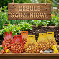 Cebule Sadzeniowe - Cebula Dymka, Czosnek i Szalotka | Sklep Ogrodniczy